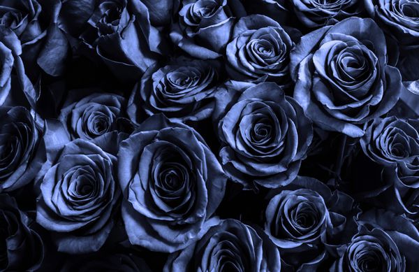 پس زمینه آبی تیره آبی پس زمینه ناز گل رز کارت تبریک با گل رز لوکس