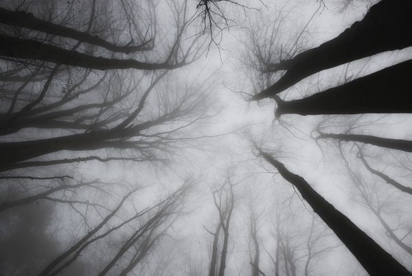 جنگل پاییز سیاه و سفید