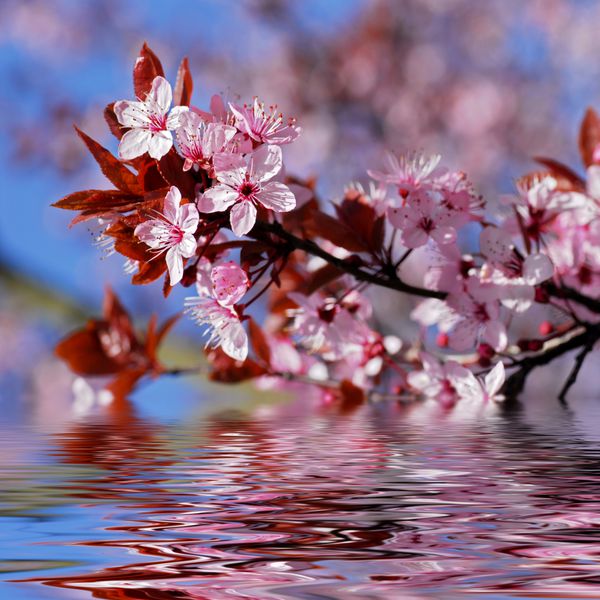 شکوفه های درخت گیلاس تزئینی بالا آب با انعکاس اثر دیجیتال