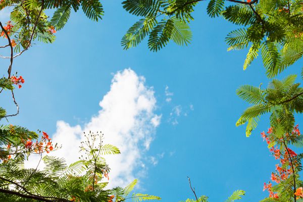 درخت سلطنتی Poinciana در پس زمینه آسمان