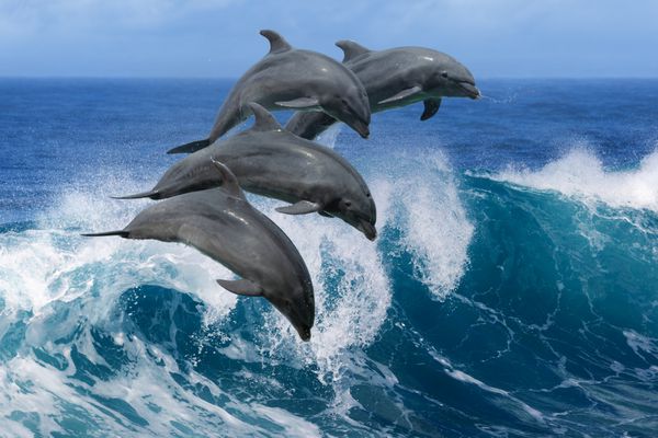 چهار دلفین زیبا پریدن از امواج شکستن مناظر حیات وحش اقیانوس آرام در هاوایی حیوانات دریایی در زیستگاه طبیعی