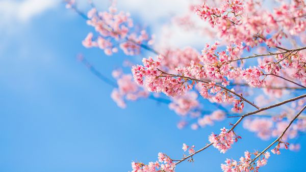 شکوفه بهار Himalayan گیلاس وحشی Himalayan ساکورا