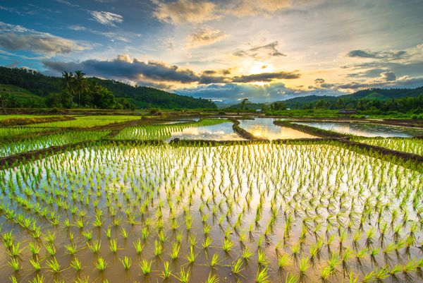 مزارع برنج زیبا