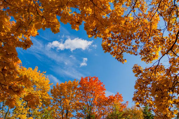 درختان زیبا پاییز رنگارنگ و مشاهده آسمان آبی 4