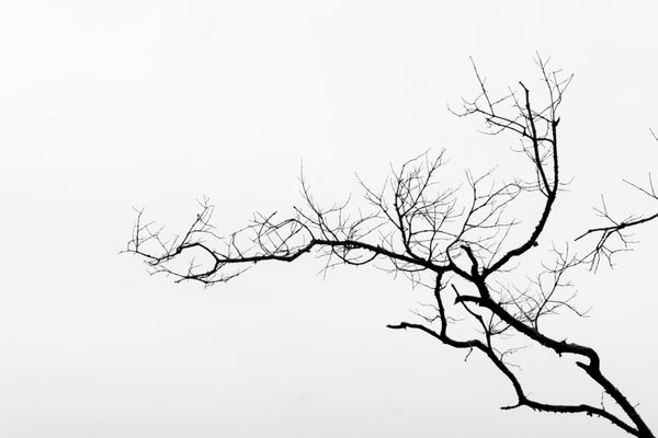 بوته خشک درخت در سیاه و سفید