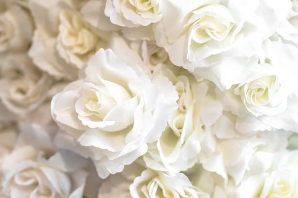 گل رز سفید عمق کم عمق میدان در گل رز سفید و انتزاعی ضبط برای مشتری می تواند در کار پس زمینه استفاده و یا اضافه کردن پیام در تصویر