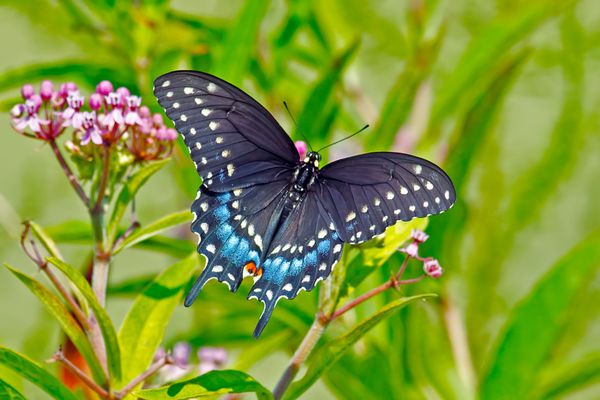 پروانه سیاه Swallowtail