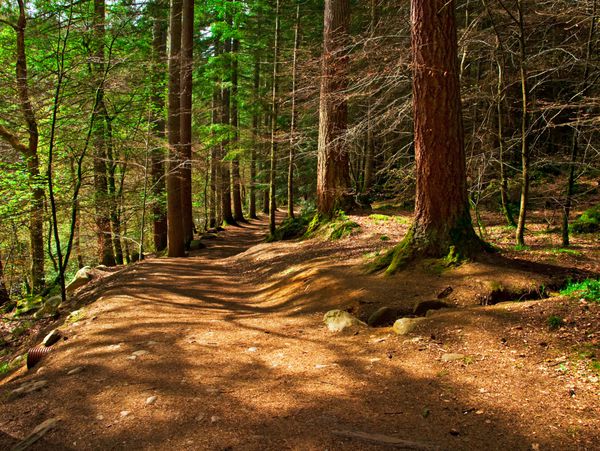 عکس مرد تنها در پاییز