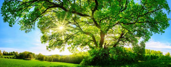 خورشید درخشان را از طریق شکوه سبز درخت بلوط در علفزار با آسمان روشن آبی در پس زمینه فرمت چشم انداز