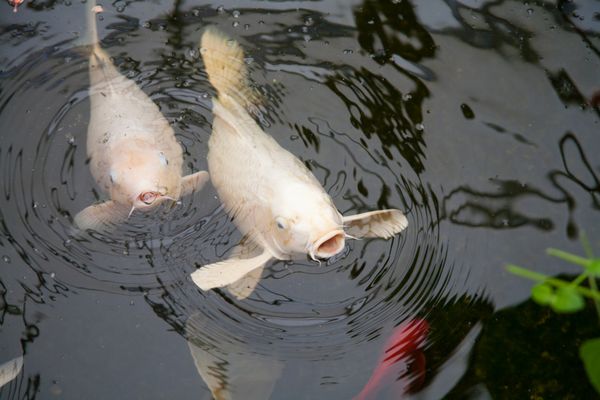 دو ماهی سفید نام cyprinus carpio همچنین به عنوان Koi یا Nishikigoi باز کردن دهان از آب شنا کردن در حوضچه های سیاه و سفید