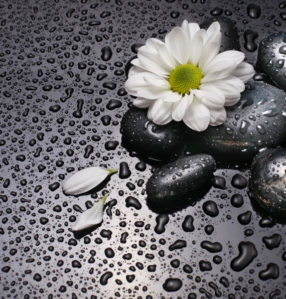 سنگ سیاه و سفید و گل های سفید با قطره آب