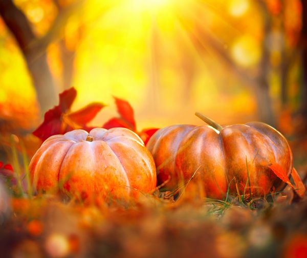 کدو تنبل هالووین پاییز پس زمینه روز شکرگذاری پچ کدو تنبل زیبا تعطیلات تعطیلات مفهوم پاییز صحنه سقوط کدو تنبل نارنجی بر روی زمینه های طبیعت پاییز طبیعت محصول