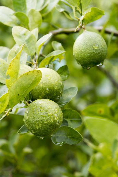 میوه های تازه لیمو در درخت در صبح تمرکز را انتخاب کنید