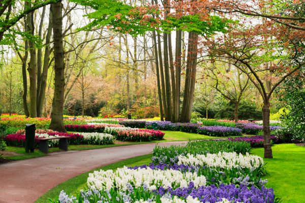 رنگارنگ سنبل و لاله Flowerbeds و مسیر باغ رسمی بهار