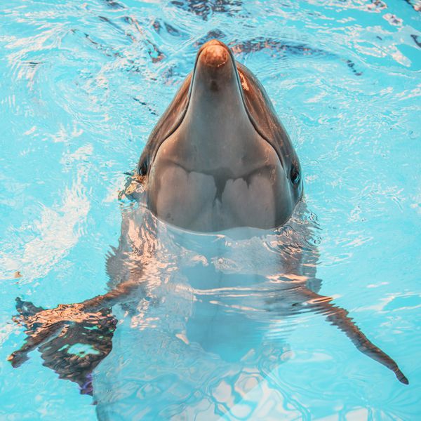 دلفین از آب در حوضه oceanarium سرازیر می شود