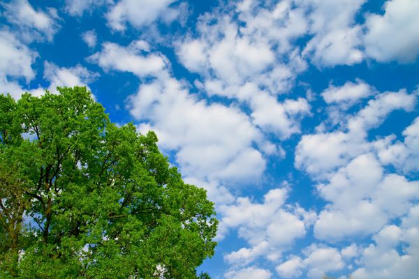 درخت سبز بهار در برابر آسمان آبی