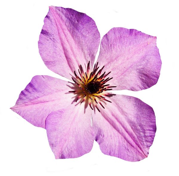 Clematis صبح آسمان جدا شده بر روی زمینه سفید