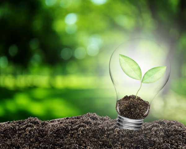 لامپ با رشد گیاه در محیط زیست خاک مفهوم حفظ محیط زیست