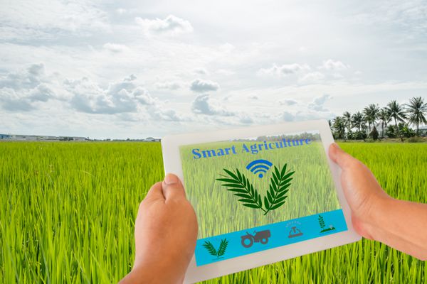 کشاورزی هوشمند و اینترنت چیزهایی در مفهوم کشاورزی کشاورز با استفاده از برنامه قرص دیجیتال برای نظارت و کنترل شرایط از شبکه حسگر بی سیم در زمینه برنج