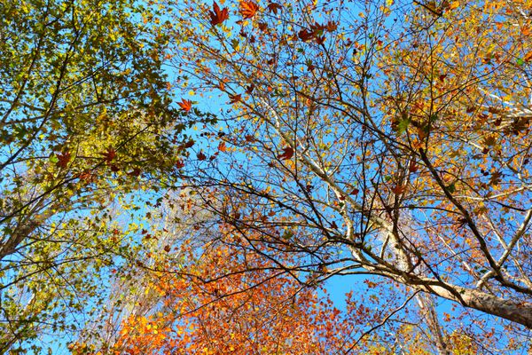 برگ های رنگارنگ در پارک پاییز پاییز برگ های پس زمینه برگ