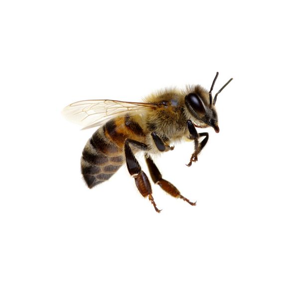 زنبور عسل بر روی سفید جدا شده است