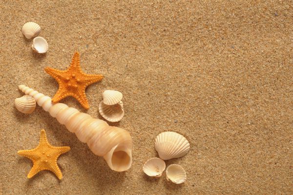 ستاره دریایی و پوسته در ساحل خاطرات تعطیلات