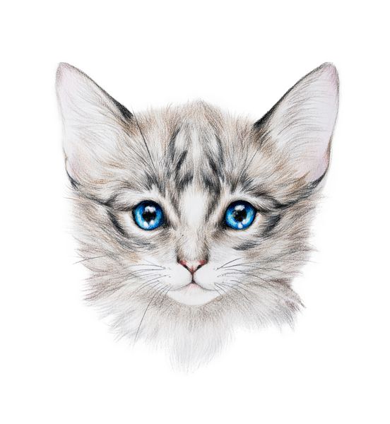 نقاشی مداد یک بچه گربه خاکستری