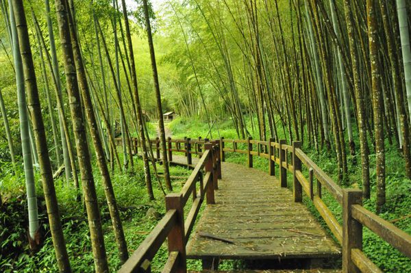 جنگل بامبو تایوان