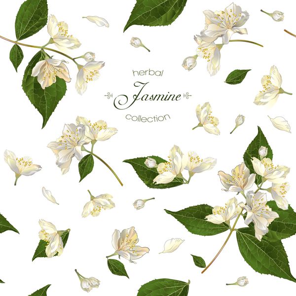 الگوی گلدار بدون درز با گل یاس گل در سفید طراحی چای گیاهی محصولات بهداشتی لوازم آرایشی طبیعی اسانس می تواند به عنوان پس زمینه عروسی استفاده شود برای کاغذ بسته بندی بهتر است