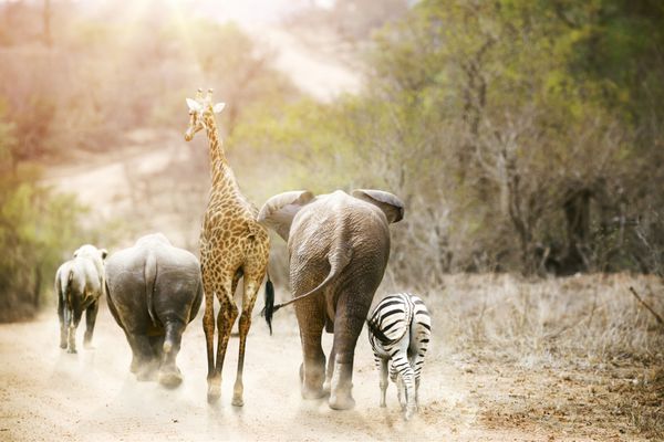 گروهی از دوستان حیوانات افریقایی آفریقای جنوبی که بعید به نظر می رسند در پارک ملی Kruger در طلوع خورشید مسیری را طی می کنند