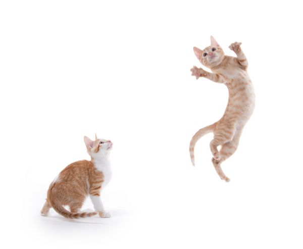 یکی از بچه گربه های تابوبی زرد در هوا در حالی که یک نگاه دیگر بر روی زمینه سفید است