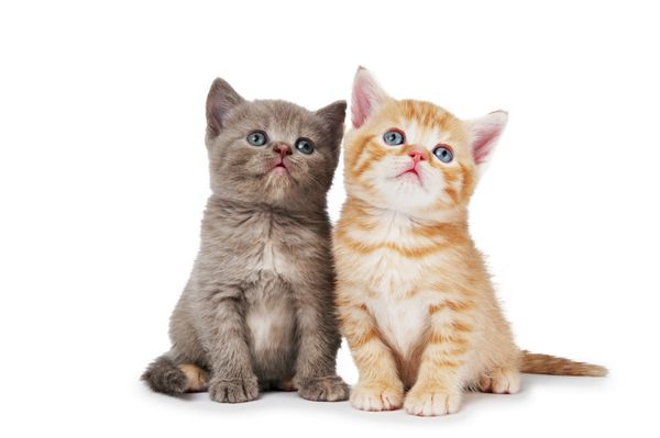 دو بچه گربه کوچک کوتاه نشسته بریتانیایی گربه جدا شده است