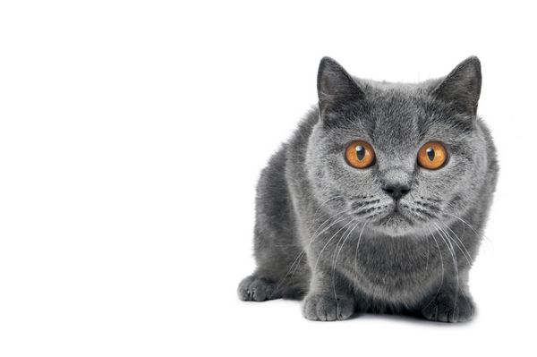 گربه خاکستری کوتاه انگلستان با چشم های بزرگ پرتقال گسترده ای جدا شده است