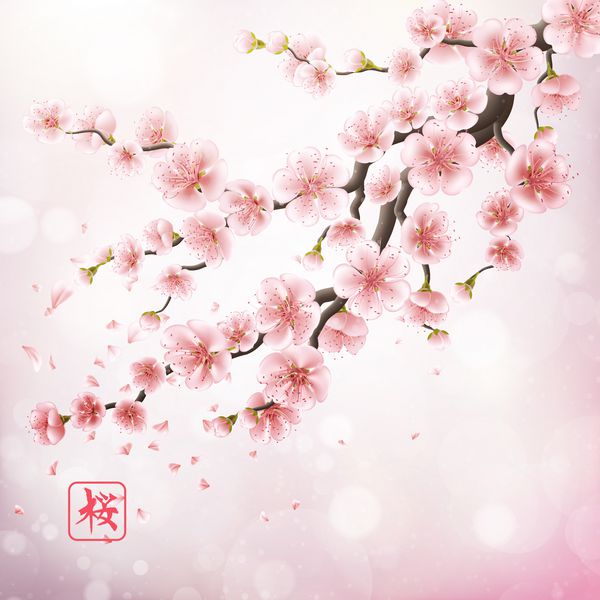 شاخه گیلاس واقع در ژاپن با گل های شکوفایی حیرت انگیز ساکورا EPS 10 فایل بردار گنجانده شده است