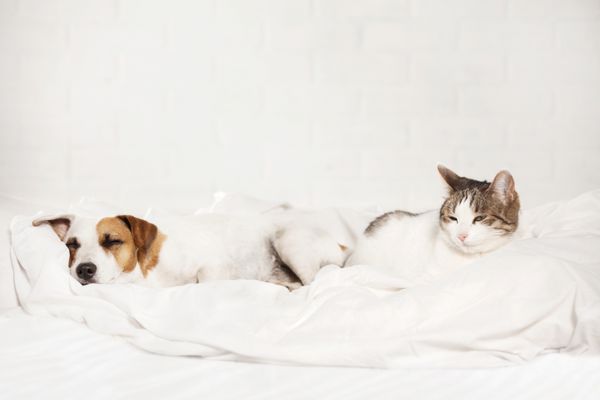 حیوانات خانگی خواب در رختخواب گربه و سگ