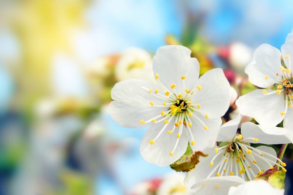 شکوفه شکوفه های بهار نزدیک روز گل آفتابی سفید در برابر آسمان آبی