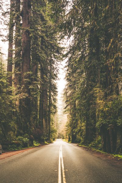 سفر جاده جنگل حوضه عکس عمودی California Redwood Forest ایالات متحده آمریکا