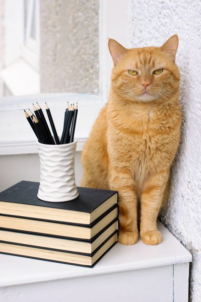 یک پشته کتاب مداد و گربه قرمز بزرگ روی میز سفید