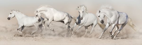 گورستان اسب سفید در گرد و غبار بیابان اجرا می شود پانورامای نور برای وب