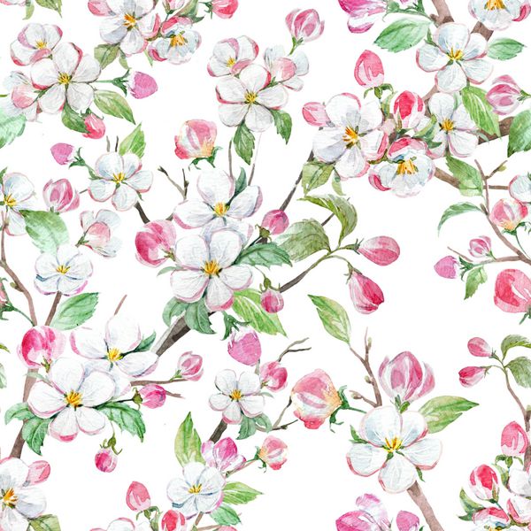 الگوی گل گل آبرنگ شکوفه درخت سیب