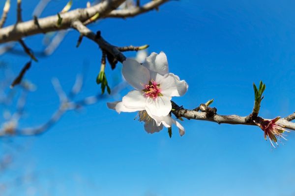 گل های بادام سفید را در تابستان پر از شکوفه های پر از گل آبی نزدیک می کند فضای کپی کنید