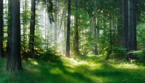 جنگل طبیعی درختان صنوبر Sunbeams از طریق امتداد عرفانی