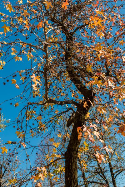 پاییز لیمبرمبام در برابر آسمان آبی برگزار می شود