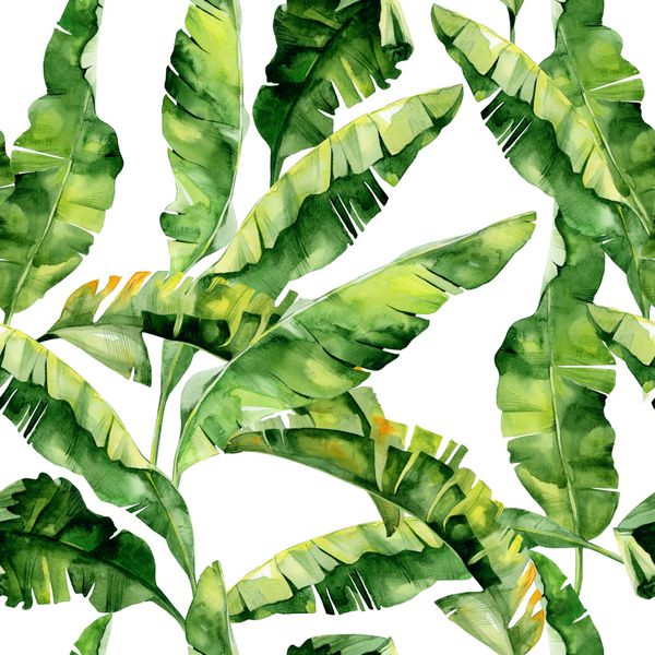 تصویر آبرنگ بدون درز از برگ های گرمسیری جنگل های متراکم الگو با موتیف تابستان گرمسیر ممکن است به عنوان بافت پس زمینه کاغذ بسته بندی نساجی طراحی کاغذ دیواری استفاده شود برگ های مومی موز