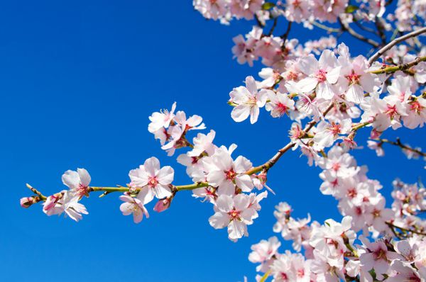 درختان بادام زیبا درختان با شکوفه های پر زرق و برق در سانتیاگو دل تاید تنریف جزایر کاناریاس اسپانیا مفهوم برای بهار