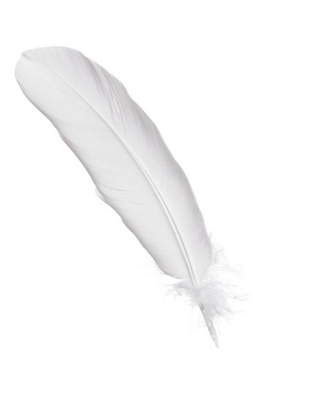 پرنده کبوتر جدا شده بر روی سفید