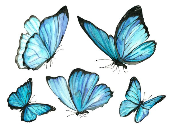 مجموعه ای از پروانه آبی رنگ آبی