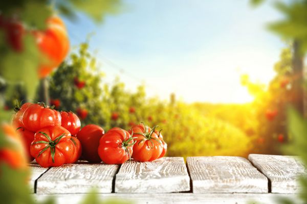 گوجه فرنگی و روز تابستان