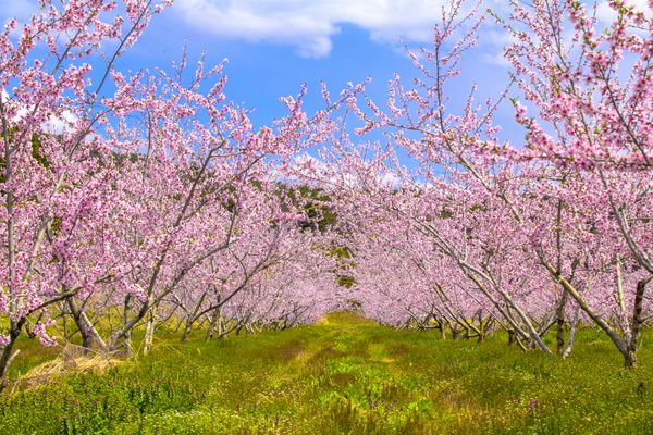 شکوفه شکوفه های صورتی و آسمان آبی