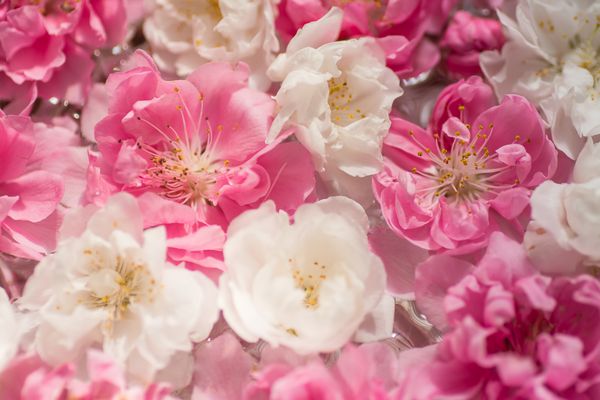 گل های زیبا از شکوفه های گیلاس سفید و صورتی